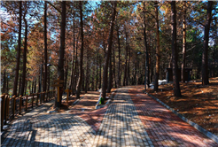 Sapanca Gölü kıyısında ‘huzur veren’ doğa projesi kapılarını açtı