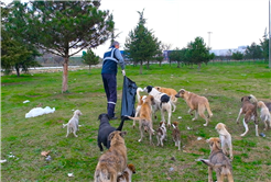 Büyükşehir Sokağa çıkma kısıtlamasında sokak hayvanlarını unutmuyor