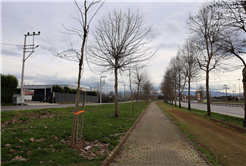 Büyükşehir’in ‘Yeşil Şehir’ vizyonu sahada: 3 ayda 2 bin 500 ağaç toprakla buluştu