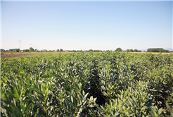 Çiftçilerin yüzü gülüyor