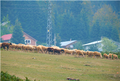 Doğaseverler bu kez Hendek’in yaylalarını adımladı