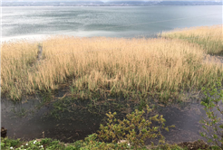 Daha Temiz Bir Kıyı Şeridi İçin