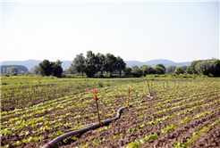 Çiftçilerin yüzü gülüyor