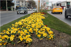 Sakarya bayram için Büyükşehirle çiçek açtı: Bayramı da baharı da rengarenk karşılıyor