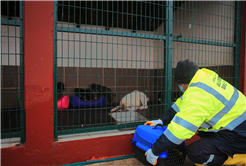 Büyükşehir anne köpek ve yavrularını koruma altına aldı