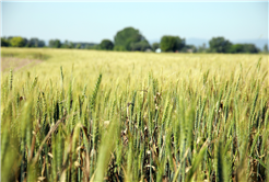Çiftçilerin yüzü gülüyor