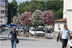 Şehir çiçek açtı