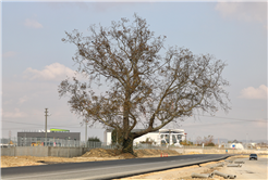 Duble yol güzergahı Çınar Ağacı için değişti