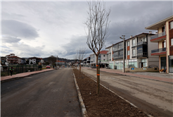 Büyükşehir’in ‘Yeşil Şehir’ vizyonu sahada: 3 ayda 2 bin 500 ağaç toprakla buluştu