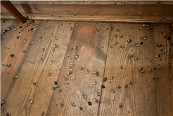 Evi görünce terk etmeyi düşündü: Binlerce kokarcanın istila kabusunu TUTSAK bitirdi