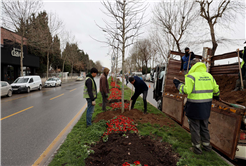 Büyükşehir’in ‘Yeşil Şehir’ vizyonu sahada: 3 ayda 2 bin 500 ağaç toprakla buluştu