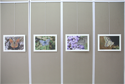 Uçan Renkler Galeri’de