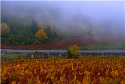 Yaylalardan longoz ormanlarına: Sakarya’da doğayla iç içe sonbahar