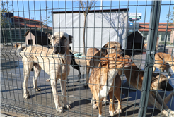 Büyükşehir’in hayvan bakımevine mama kabı ve kulübe desteği