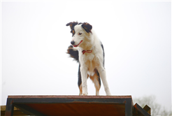 Büyükşehir öncü oldu: Canları kurtaracak köpekler en zor güne hazırlanıyor