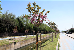 Çiçek açan Sakura ağaçları şehri görsel bir şölene dönüştürdü