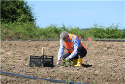 Ata Tohumları toprakla buluşturuldu