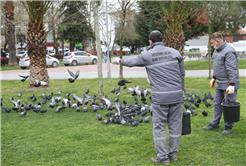 Şehir kuşlarına Büyükşehir desteği