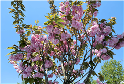 Çiçek açan Sakura ağaçları şehri görsel bir şölene dönüştürdü